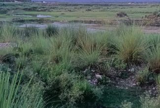 खुशहालीपुर का इतिहास: शिवालिक की तलहटी में बसे एक गाँव की अनकही कहानी